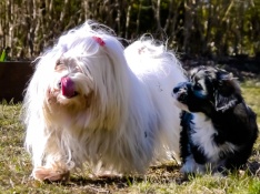 Malteser and Bichon Havanais puppy