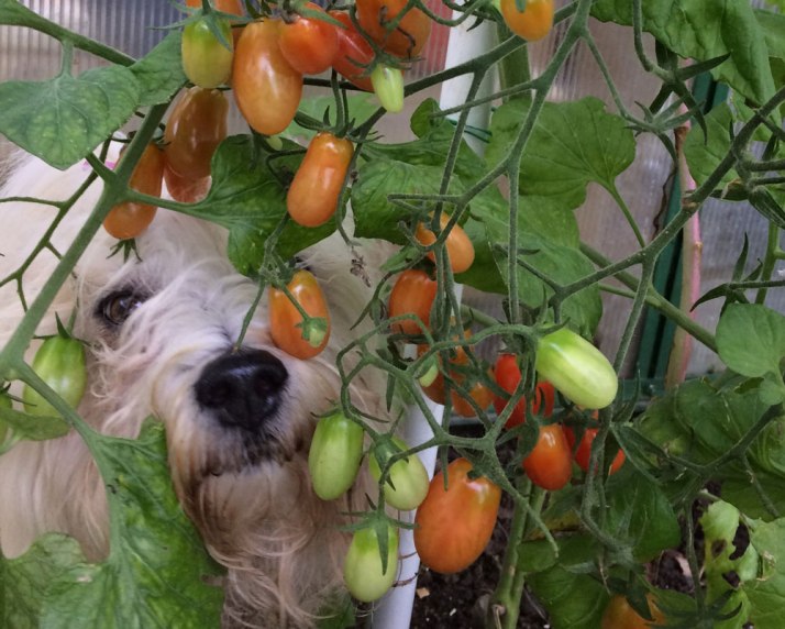 Scilla bbland tomaterna