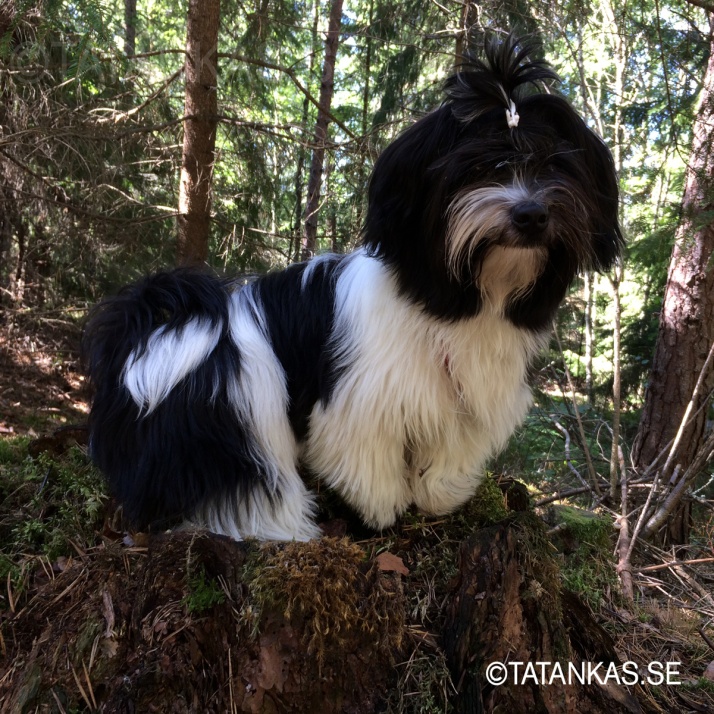 Beckie på en stubbe i skogen