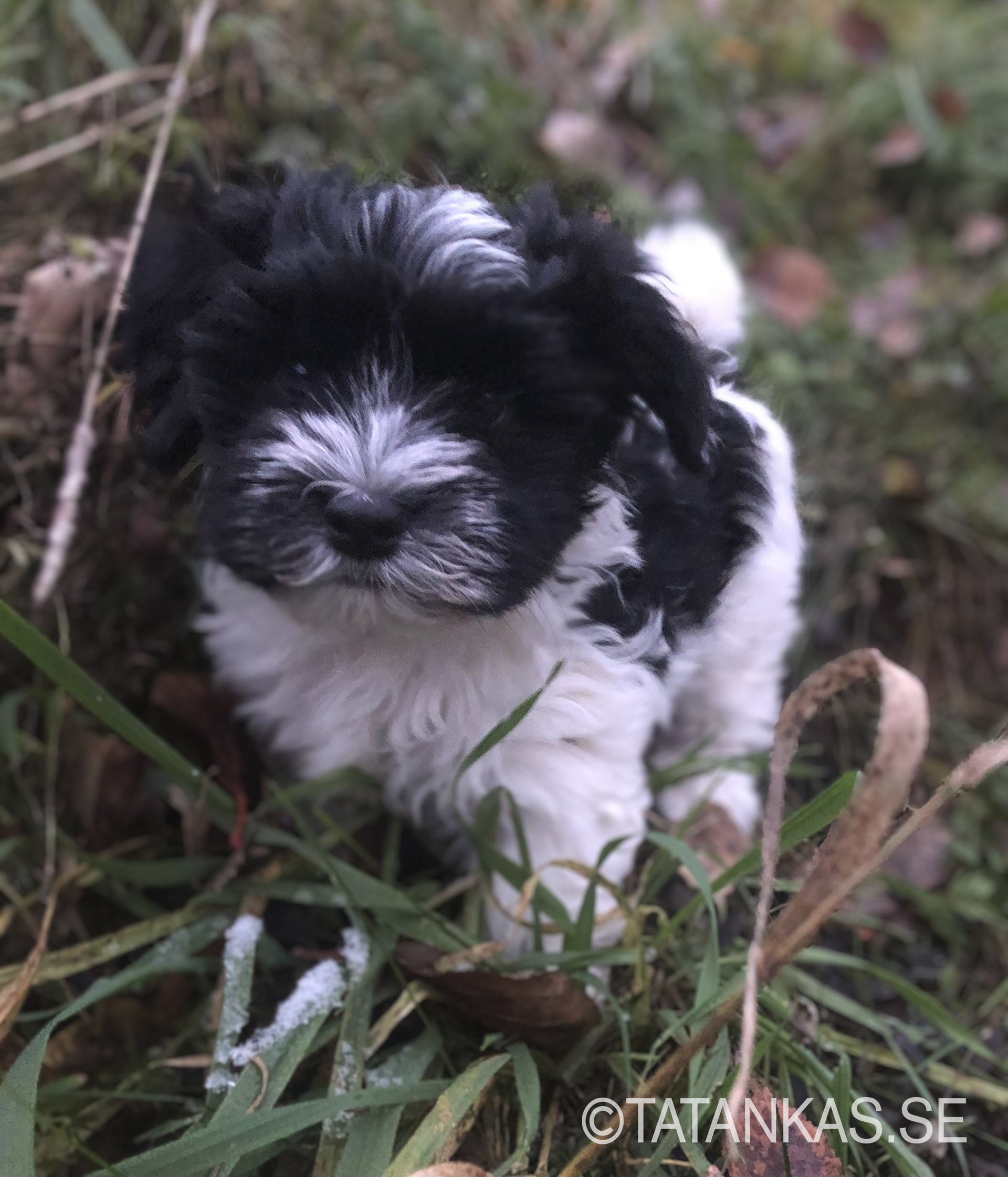 Bichon Havanais puppy in the grass